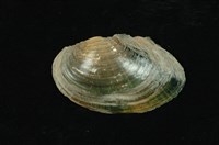 藏品(圓蚌)的圖片